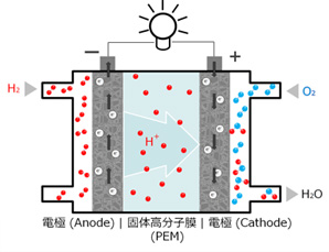 左：電極(Anode) 中心：固体高分子膜(PEM) 右：電極(Cathode)