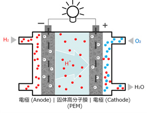 左:電極(Anode) 中心:固体高分子膜(PEM) 右:電極(Cathode)