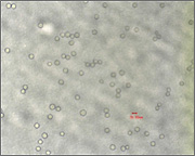20μm ANq
