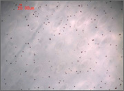4μm PSq