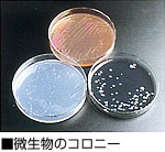 微生物のコロニー